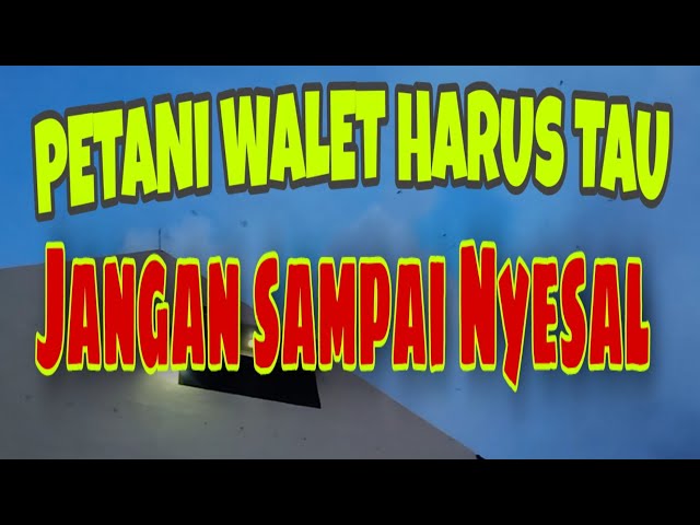 PETANI WALET HARUS TAU|JANGAN SAMPAI NYESAL class=