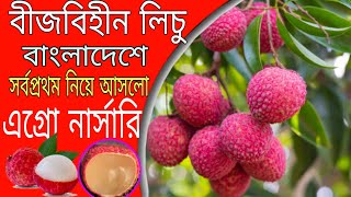 বীজবিহীন লিচু বাংলাদেশে সর্বপ্রথম নিয়ে আসলো এগ্রো নার্সারি চারা বুকিং চলছে