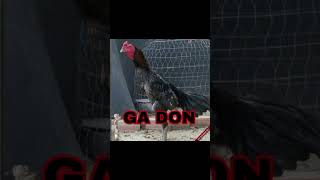 part 1 l Ayam Ganoi atau saigon