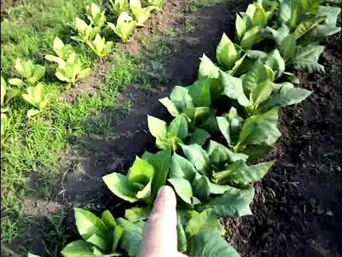 Пример наличия/отсутствия удобрений - YouTube