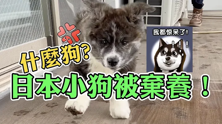 在日本小秋田犬被棄養？！我們該怎麼辦 - 天天要聞