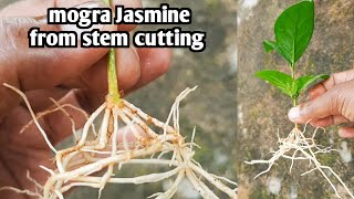 how to grow mogra jasmine from stem cutting in rainy season @gardening4u11