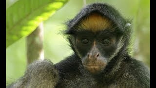 Primate Social Behavior (HSCT #90)