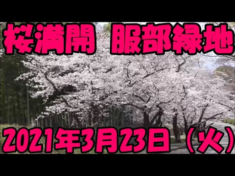 服部緑地公園 もうすぐ桜が満開です 大阪府 豊中市 21年3月23日 火 Youtube
