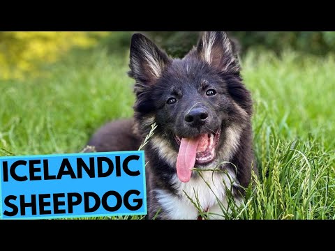 Video: Islandsk Sheepdog