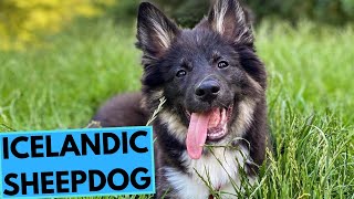 Icelandic Sheepdog - TOP 10 Interesting Facts