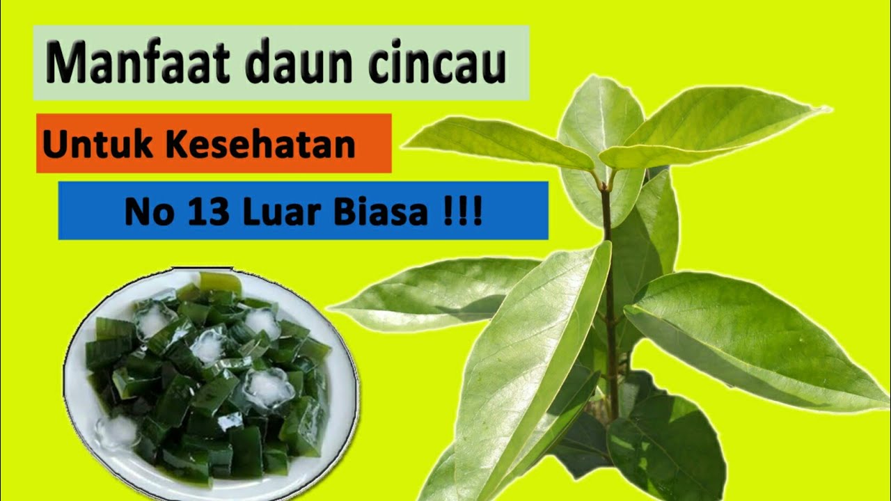 manfaat daun cincau hijau bagi kesehatan yang jarang diketahui - ada 13