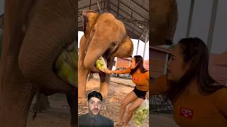 ￼ elephants cheating funny gadgets #challenge #amazing #satisfying