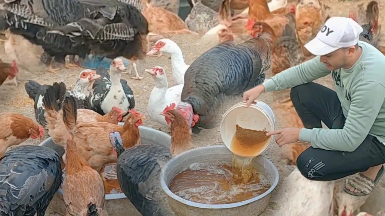 الطريقة الصحيحة لاستخدام الحلبة الحصه للتسمين وزيادة إنتاج البيض عند الفراخ في اسرع وقت بدون مشاكل