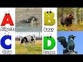 Alphabet Animals Song | Learn the ABC Alphabet Animals Song for Kids | ABC Alphabet Phonics Song