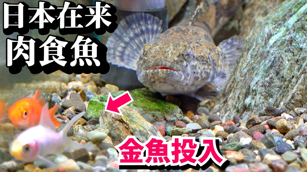 我が家の肉食生物たちの食べっぷりがコチラ。