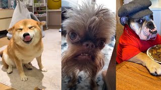 Dogs and Animals Doing Funny Things 😂 Best of May 2024