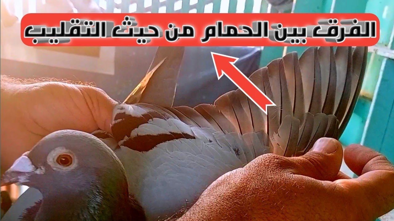 الفرق بين الحمام الزاجل ال بيكسب والحمام الزاجل ال مش بيكسب من حيث التقليب