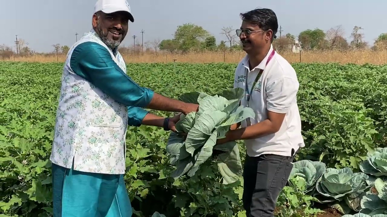 SCTवैदीक शेतकर्याचे वांगे कोबी मिरचीचे उत्पन्न पाहून यवतमाळचा एकही शेतकरी आत्महत्या करनार नाही‼️