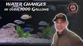 WATER CHANGES in over 1000 gallons of CICHLID tanks...and some New Fish!