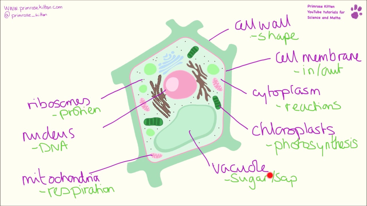 9th Grade Plant Cell Structure Diagram Diagramaica