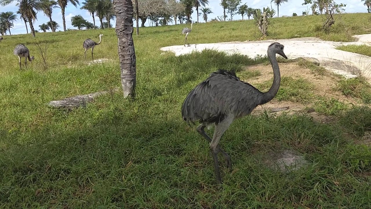 EMA (Rhea americana), também chamada nandu, nhandu, guaripé e xuri, é ...