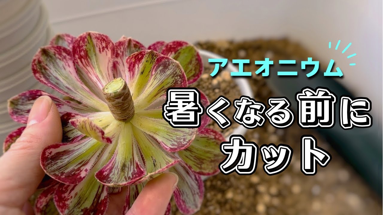 温暖化で暑くなる前にカットしておいた方が良いアエオニウムの保険株