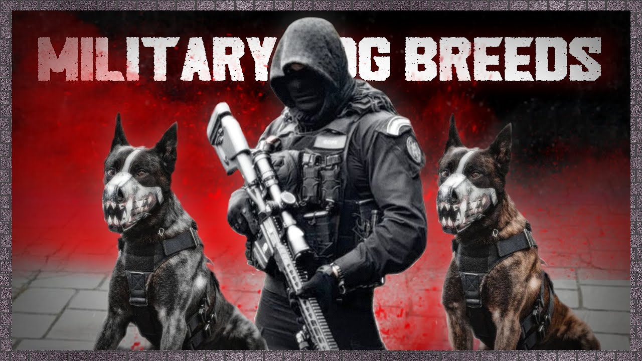 THE 10 SPECIAL MILITARY DOG BREEDS YouTube