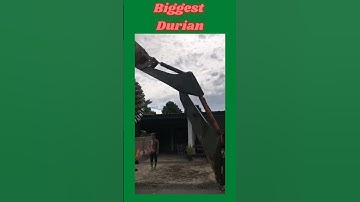 World Biggest Durian!!! 😅😅😅