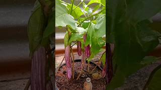 eggplants and bitter melon plant growing. ( brinjal)