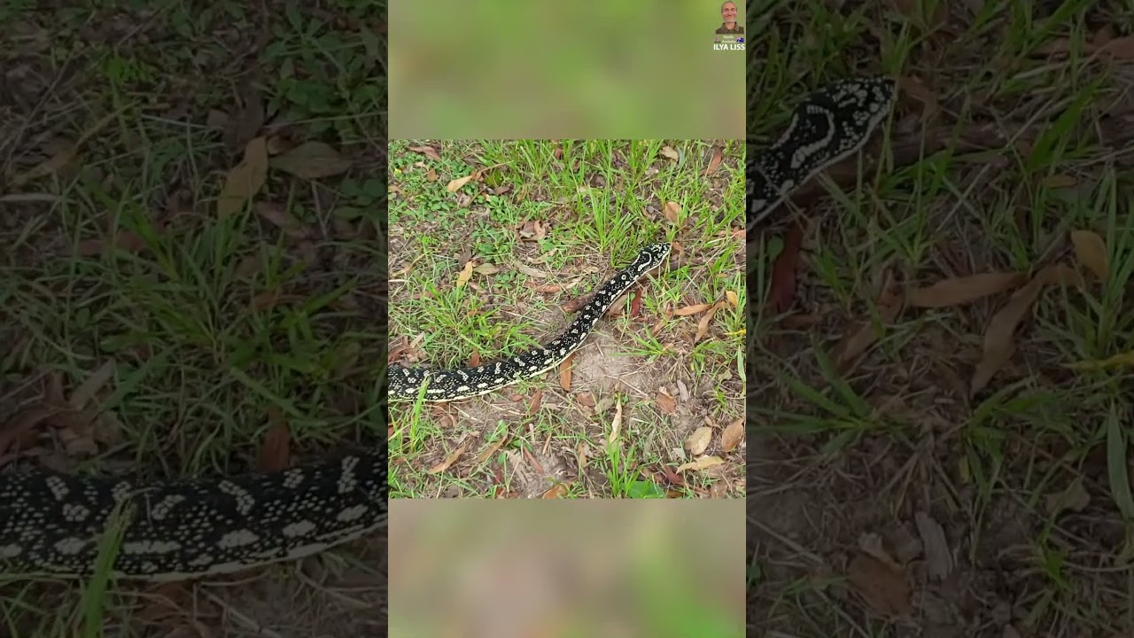 Не трогайте змей в Австралии! Даже если это добродушный монстр под три метра! 