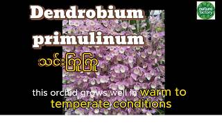 Wild Orchids of Burma 4 screenshot 4