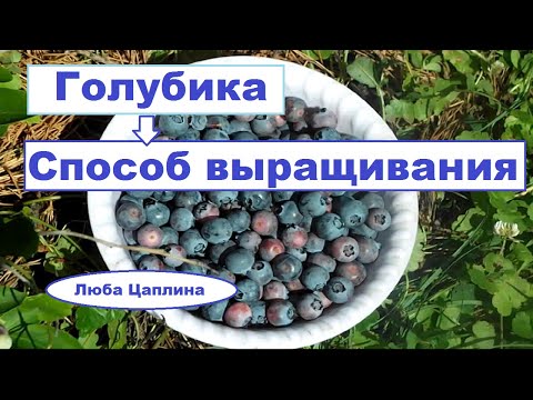 Голубика. Способ выращивания
