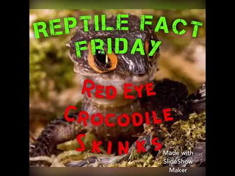 lizard skin grips Red Eye Crocodile Skink Facts
