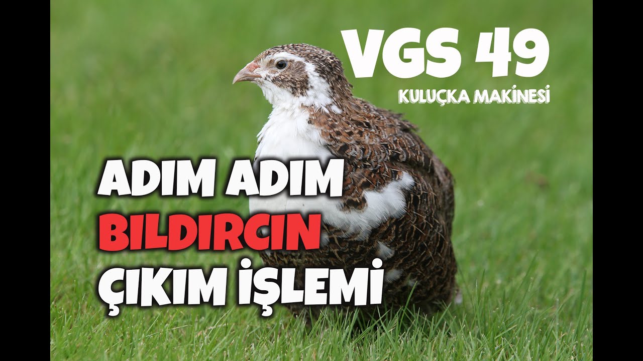 VGS 49 kuluçka makinesi ile bıldırcın çıkımı, bıldırcın yumurtası yatırma, bıldırcın civcivi