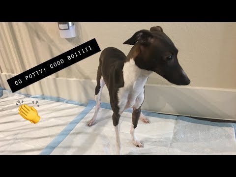 HOW TO POTTY TRAIN YOUR ITALIAN GREYHOUND