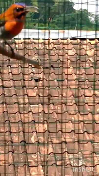 sepah raja#tembakan ajib