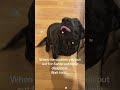 Funny black Labrador #tiktok #dogsoftiktok #funny