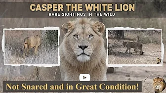 Casper the White Lion – Not Snared, Not with Brother Mfowethu, and in Great Condition! thumbnail