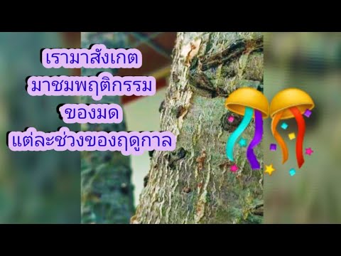 ผลสลากกินแบ่งรัฐบาล วันที่ 1 พย. 2567