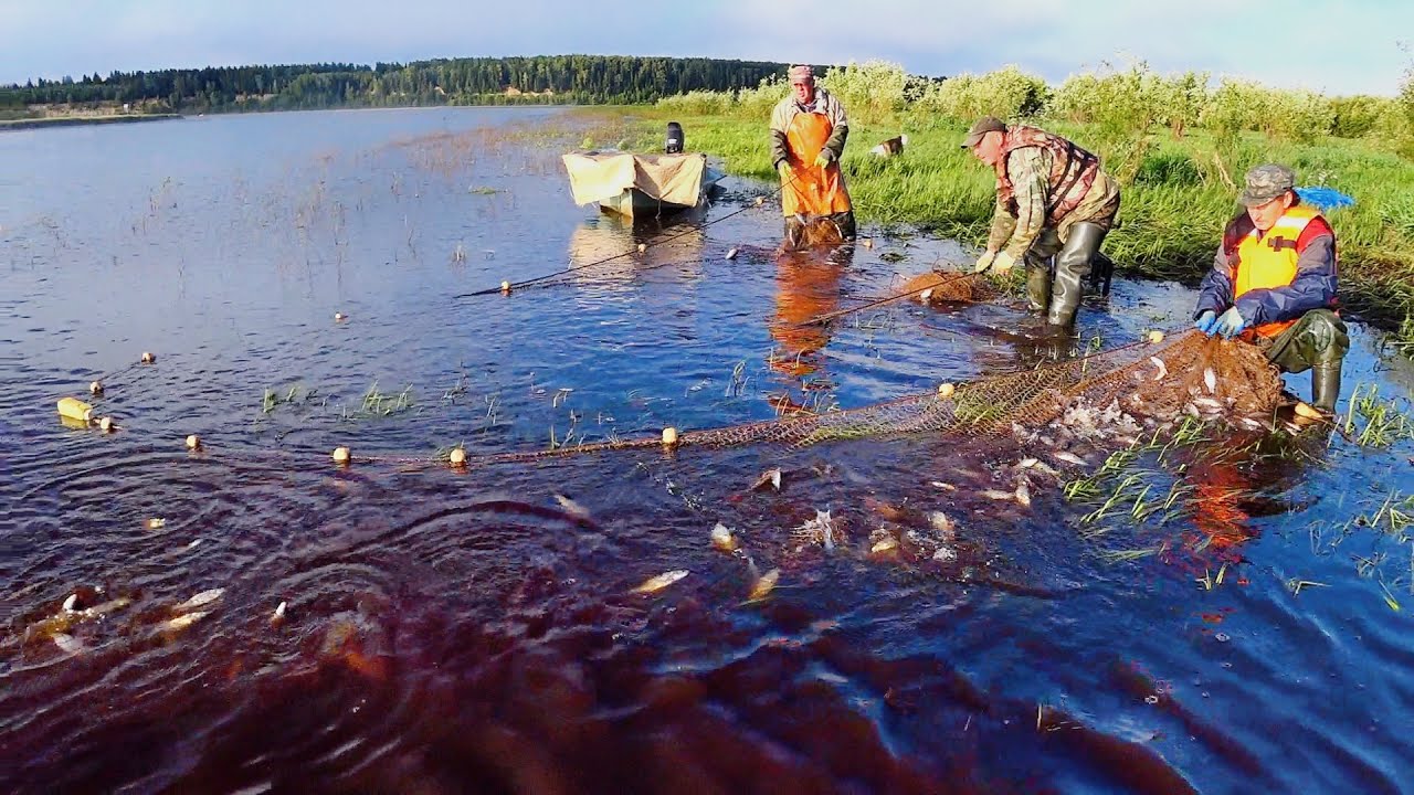 Ловля неводом 8 августа 2025