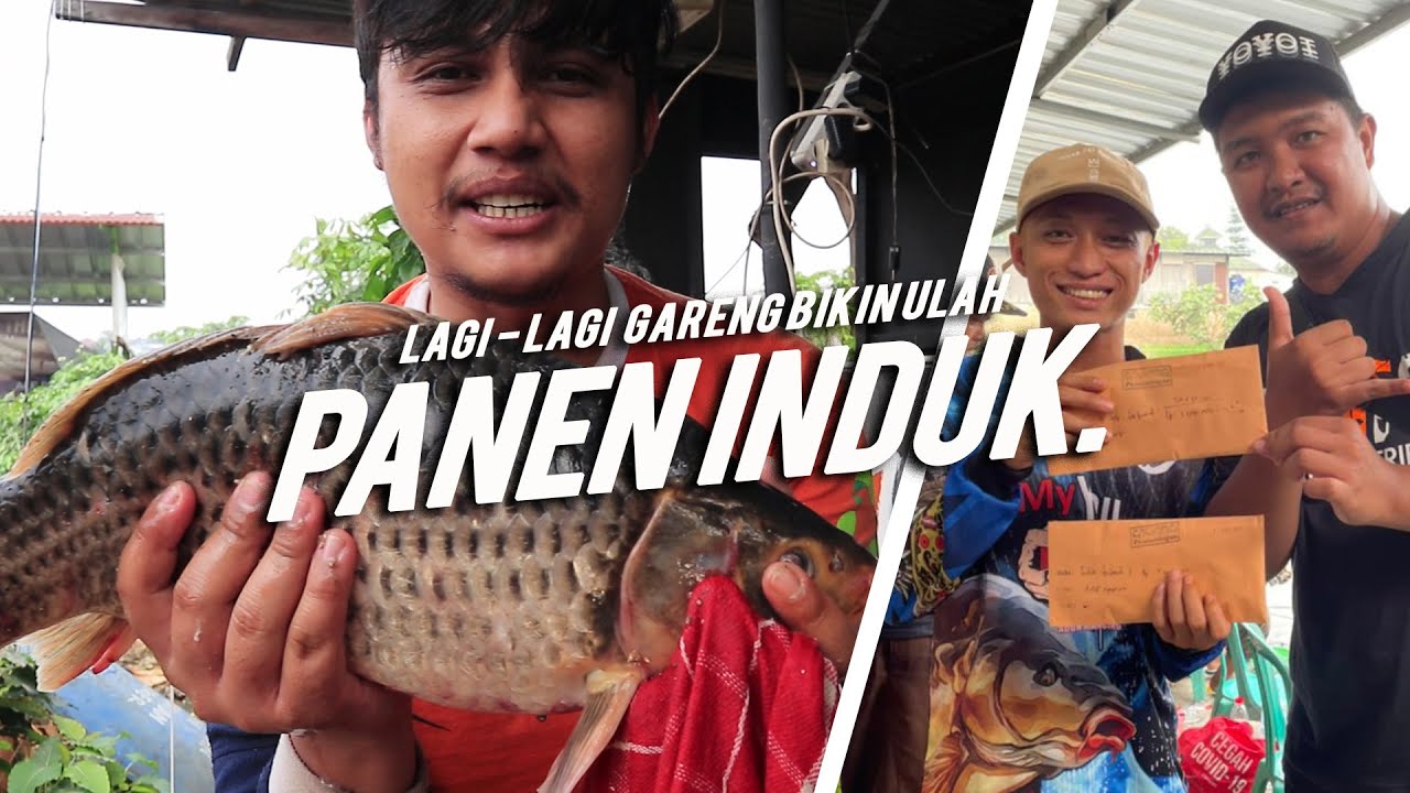 UMPAN PUTIH SAKAU‼️ BIKIN ULAH DI @PEMANCINGAN GILANG 44 || Am#161