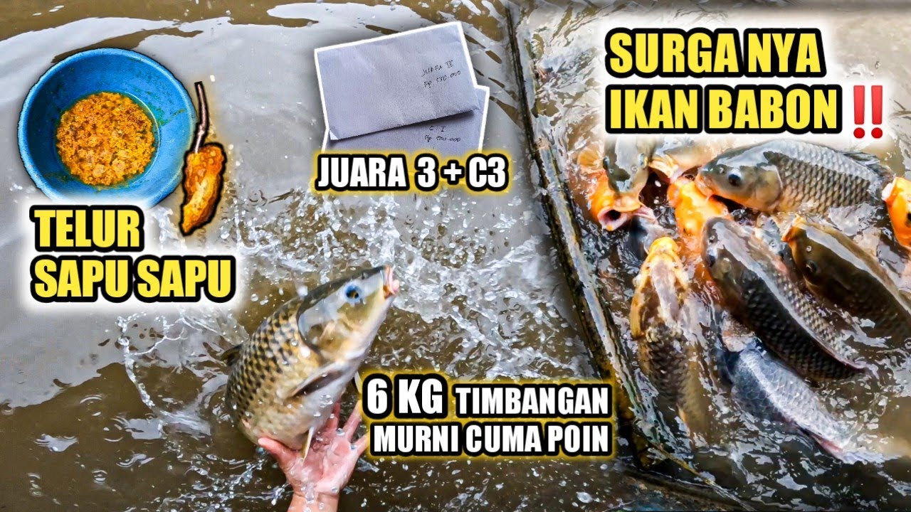 UMPAN TELUR SAPU SAPU DI SURGANYA IKAN BABON‼️ 6 KG MURNI CUMA JADI POIN ⁉️ JUARA INDUK 3 & JAM KE 3