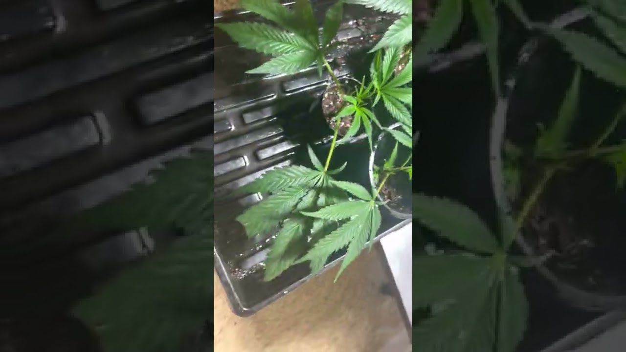 New Grow Series! Cookies OG  by Purple Caper Seeds (Dark Heart Cut)