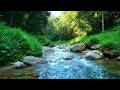 Deep Forest Relaxation – Beautiful Enchanted Water River Sound – Mental Reset