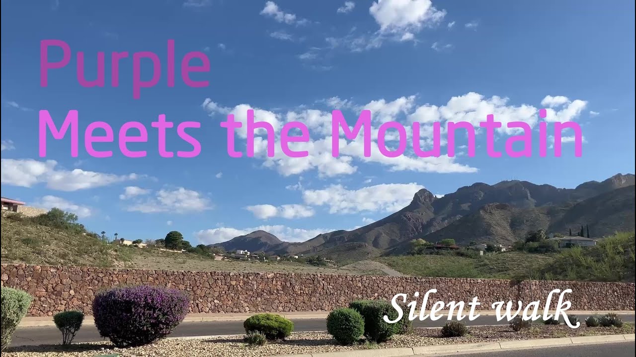 Texas Sage plants after monsoon season a silent walk