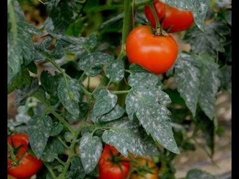 Vidéo: Tache Blanche De Tomate