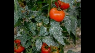 Identifier et traiter les maladies,ravageurs et carences de la culture de tomate#1