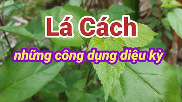 Lá Cách và những công dụng diệu kỳ |Sức Khỏe| Hằng Lê HG85