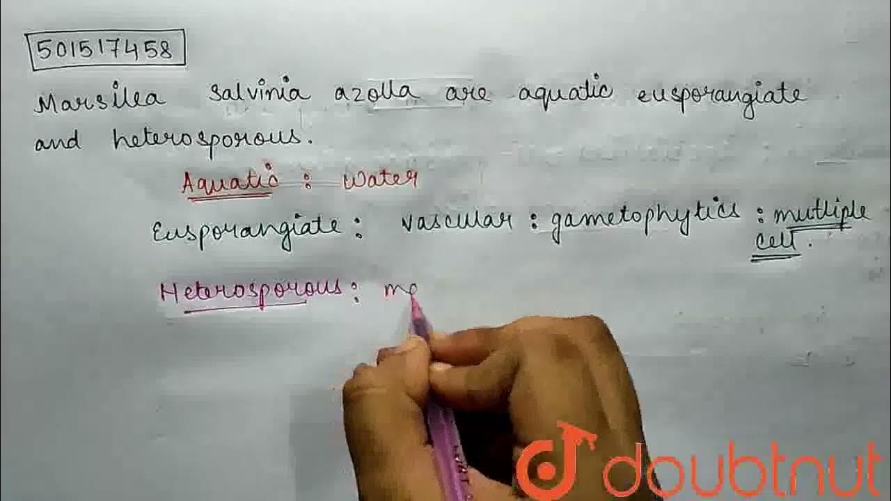 Marsilea salvinia azolla are aquatic eusporangiate and heterosporous