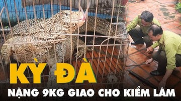 Kỳ đà vân nặng 9kg được người dân giao cho kiểm lâm TP.HCM
