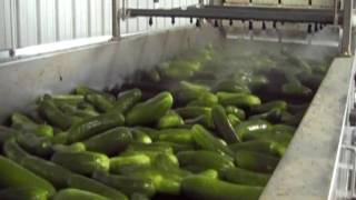 Lakewood Process Machinery's Fresh Pack Cucumber Line