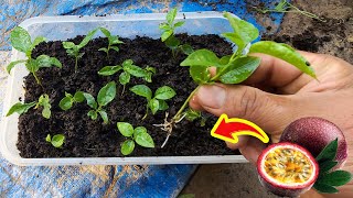 chanh leo trồng từ hạt|passion fruit grown from seeds