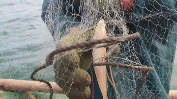 Theo chân anh long đi đánh bắt cá đục đầu mùa. Đi biển và đánh bắt