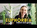Happy & Healthy Euphorbias 🌵 Indoor Care Guide